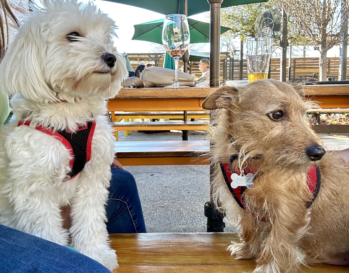 A pair of pup patrons people watch at Heights Biergaten. | Photo by Megha McSwain