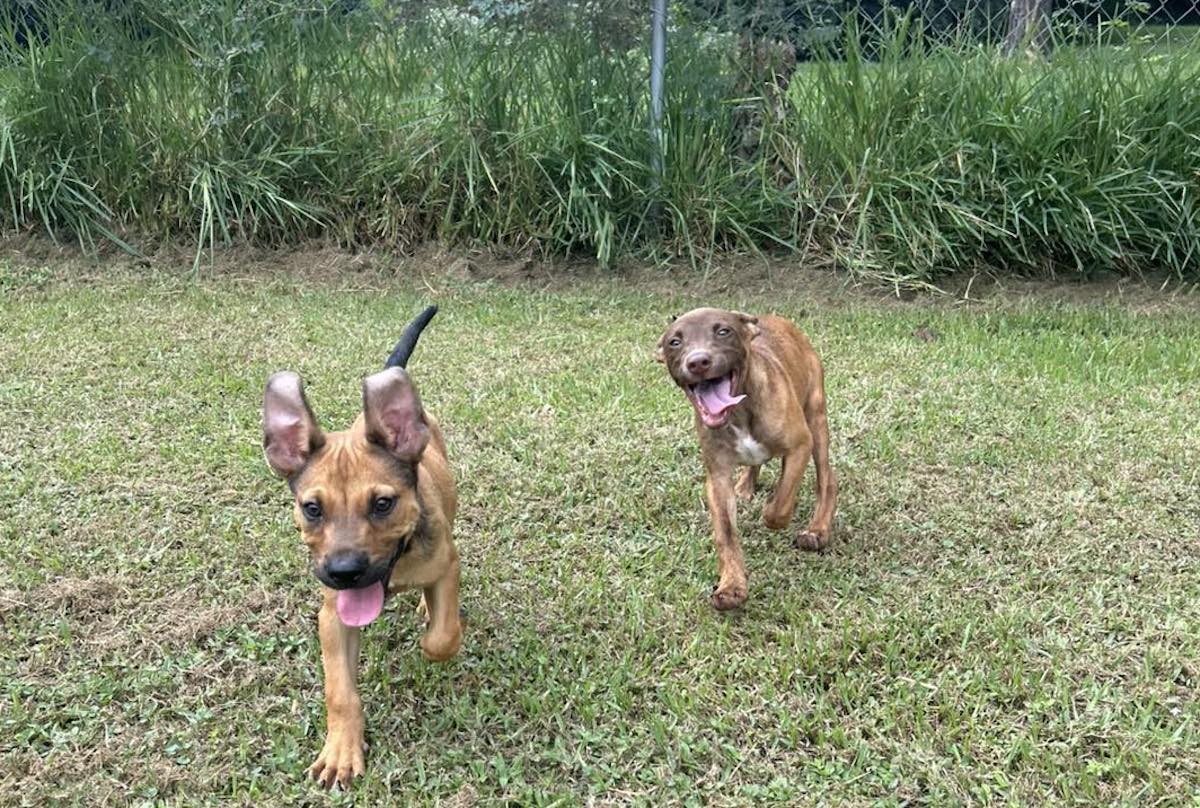 A pair of pups featured on the Facebook page for Lone Star Pawz. | Photo by Lone Star Pawz